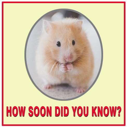 Hamster - Facebook